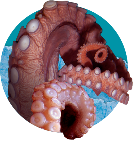 Kraken 3xplorer and Dragon Flyght equipment